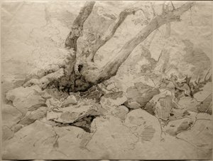 Verkrüppelter Baumstamm auf Felsen